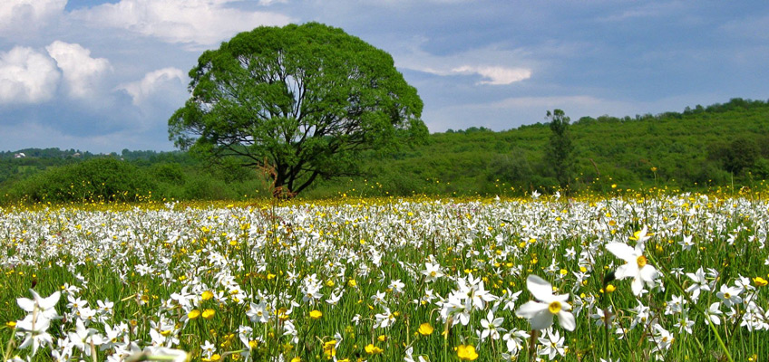 Valley of daffodils