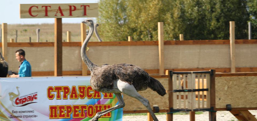 Yasnogorodskaya Ostrich Farm
